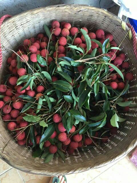 荔枝_可食率:95% 果味:味甜 直径:2cm以上 颜色