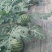 8424西瓜6斤打底9成熟1茬