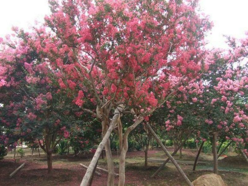 红叶碧桃菊花碧桃碧桃绿化用苗花灌木