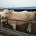 优质夏洛莱大小公母肉牛犊，合作社售肉牛犊