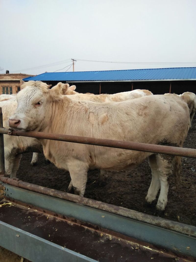 优质夏洛莱大小公母肉牛犊，合作社售肉牛犊