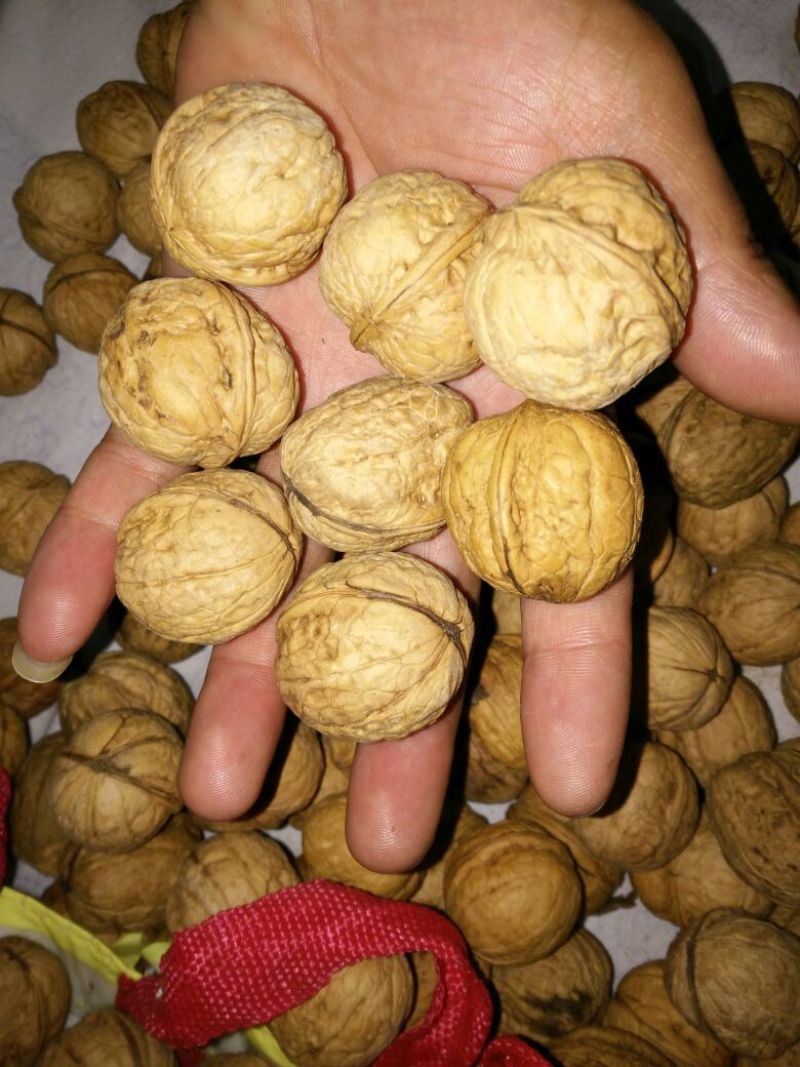 薄皮核桃去皮干