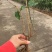 茉莉花