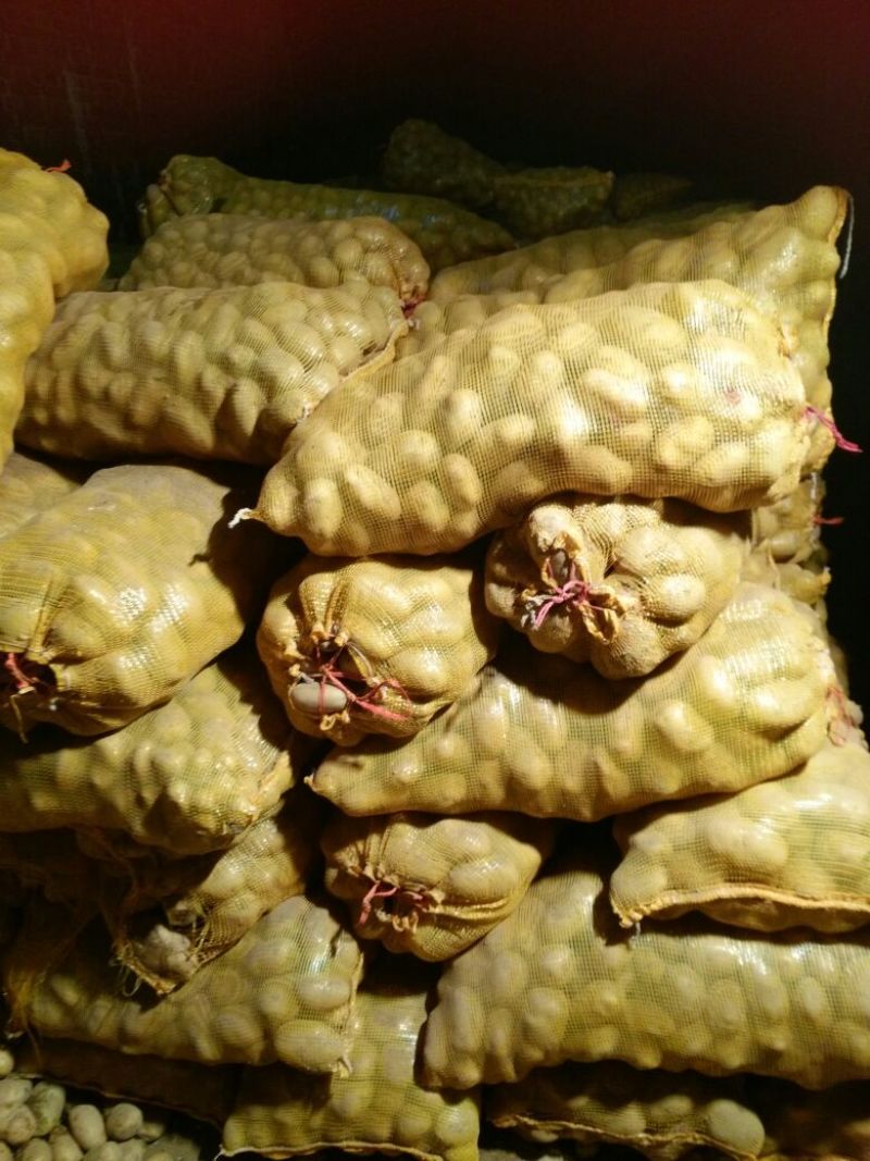 荷兰十五土豆种子一级种薯