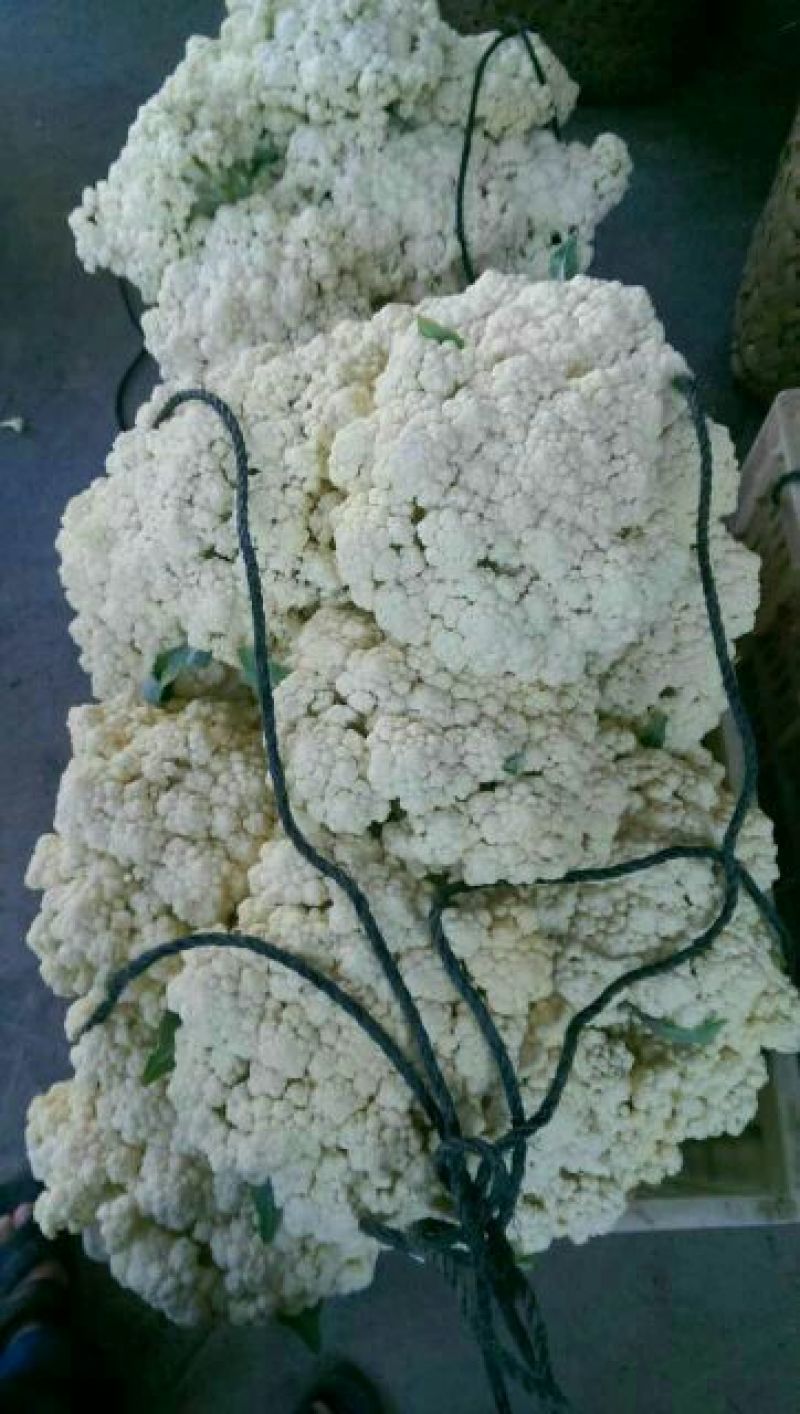 散花菜