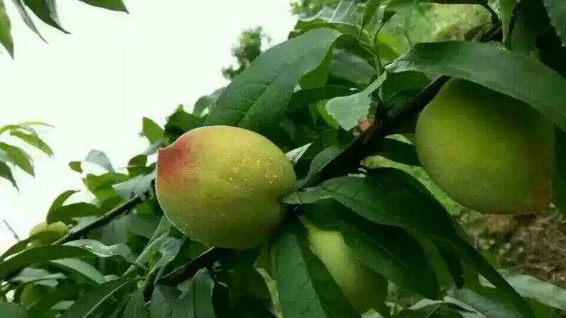 鹰嘴蜜桃55mm以上