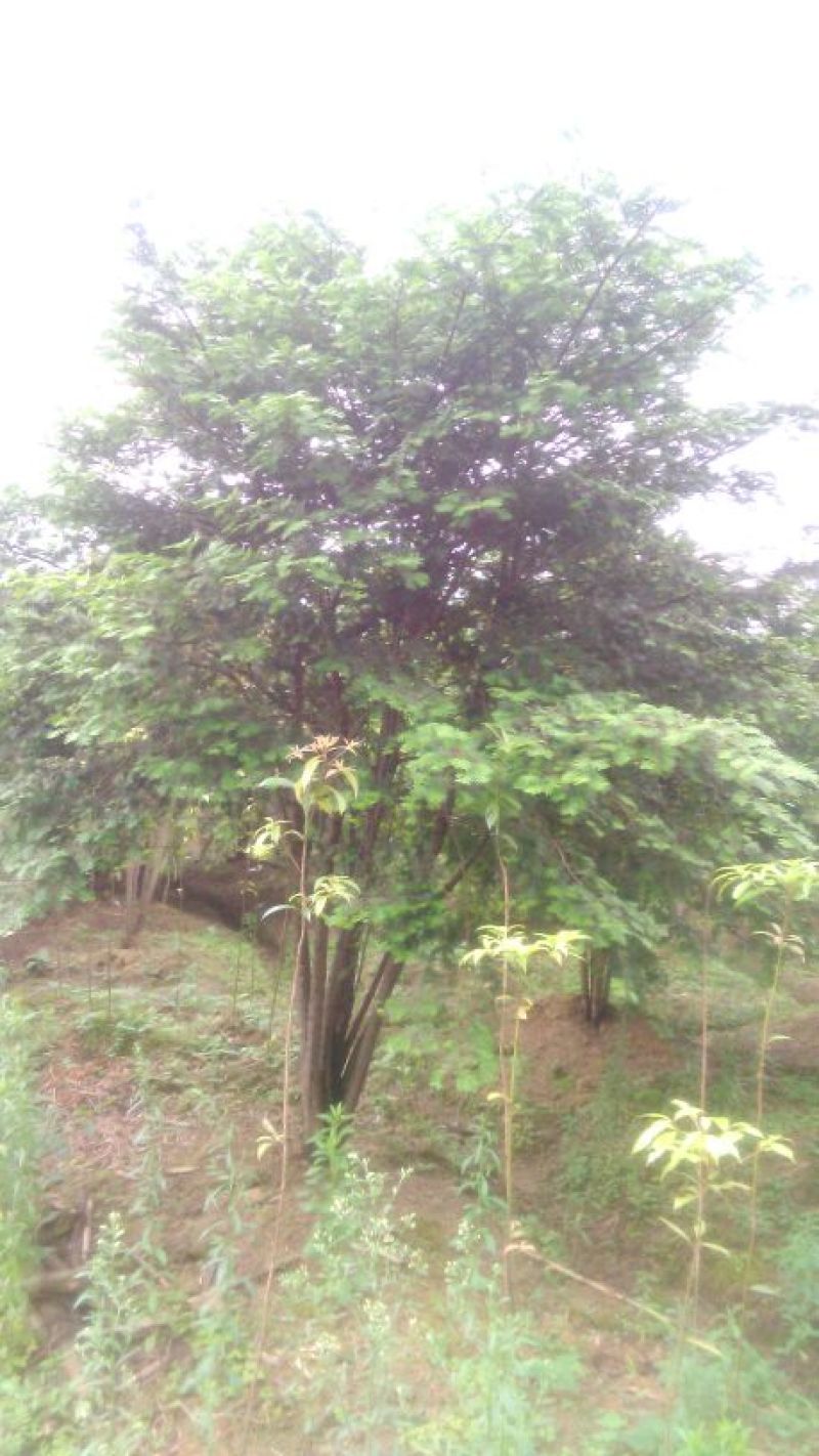 红豆杉树桩25~30cm