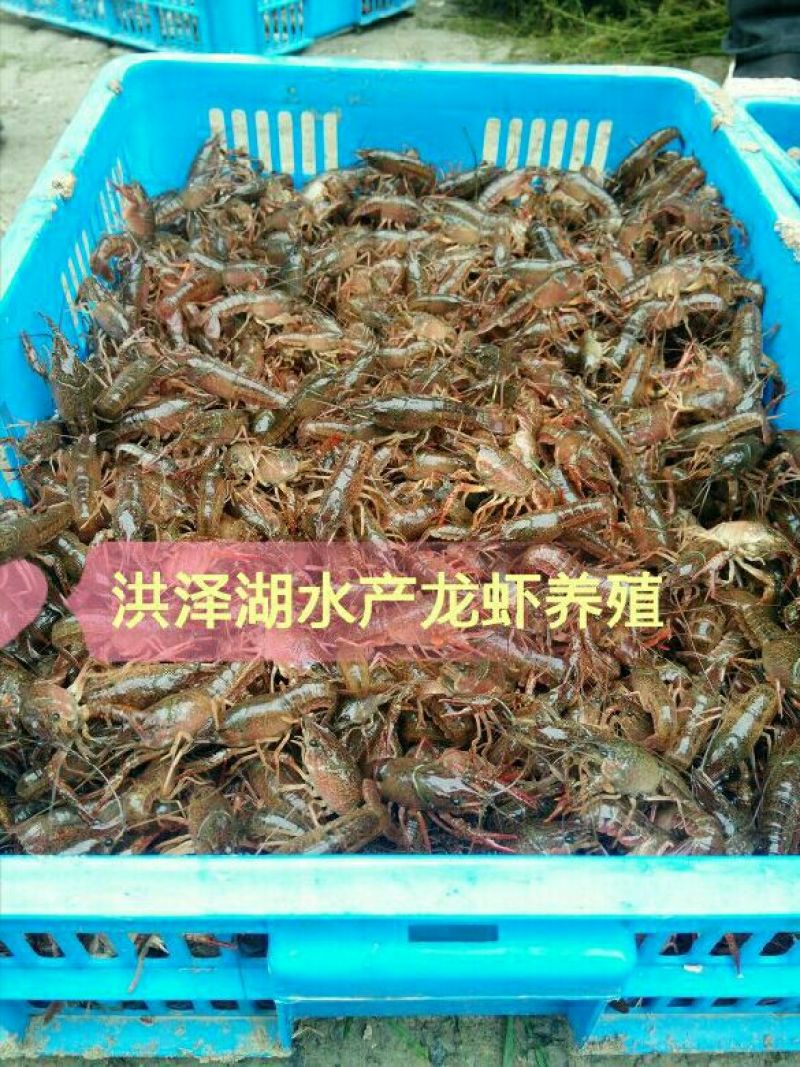 龙虾苗龙虾种伊乐藻地笼