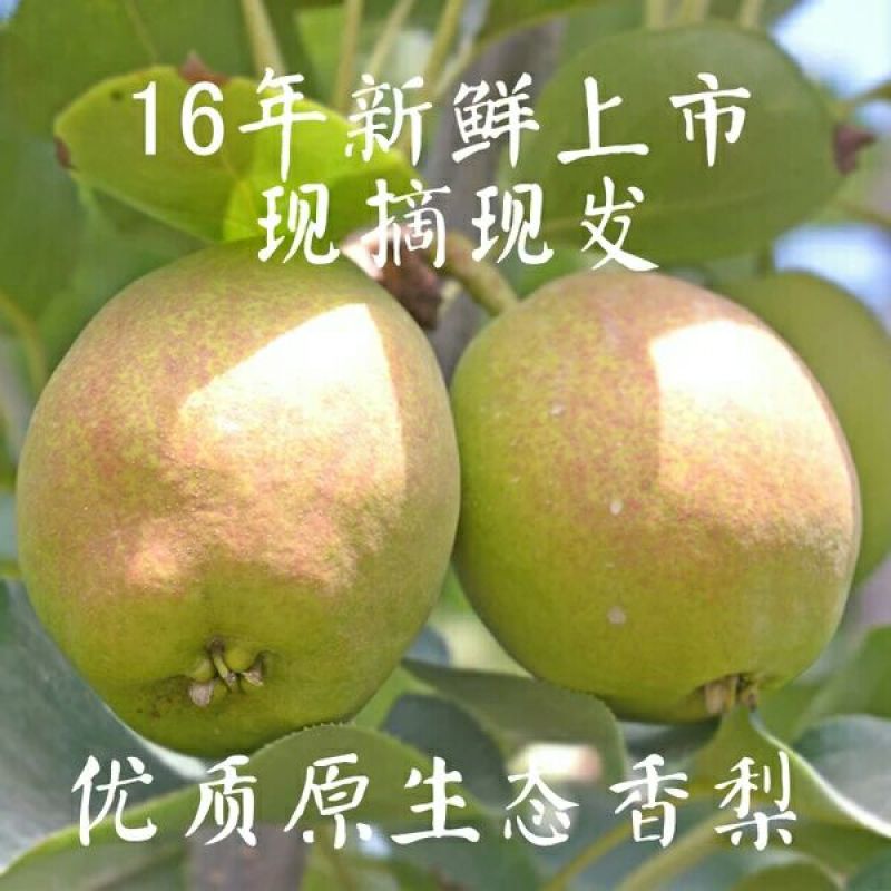 梨100~150g纸箱
