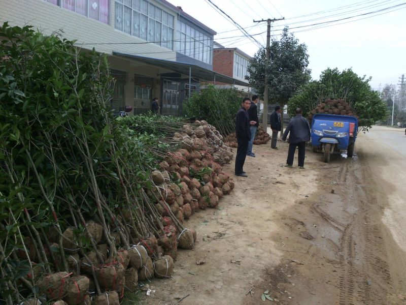 八月桂河南桂花树苗价格，河南省八月桂花树苗价格