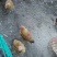鸡苗1斤以下