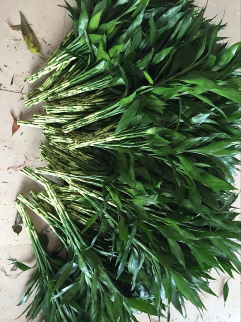 富贵竹2~4cm