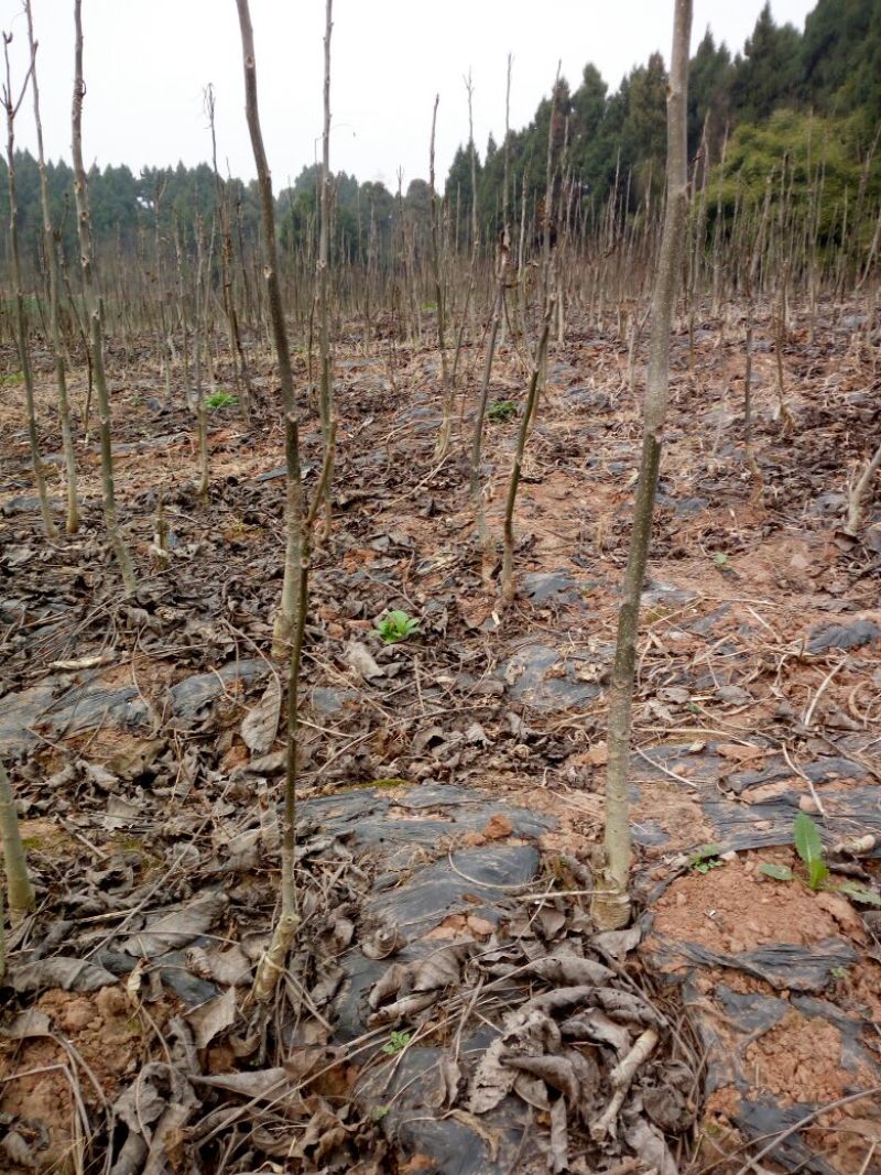 薄壳香核桃苗一年苗50~100cm