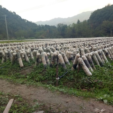 黑山秋耳一级