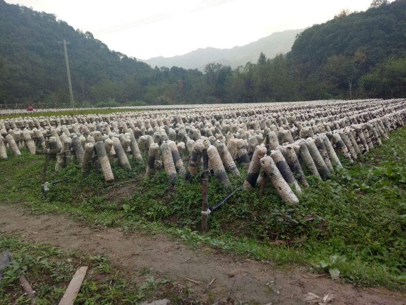 黑山秋耳一级