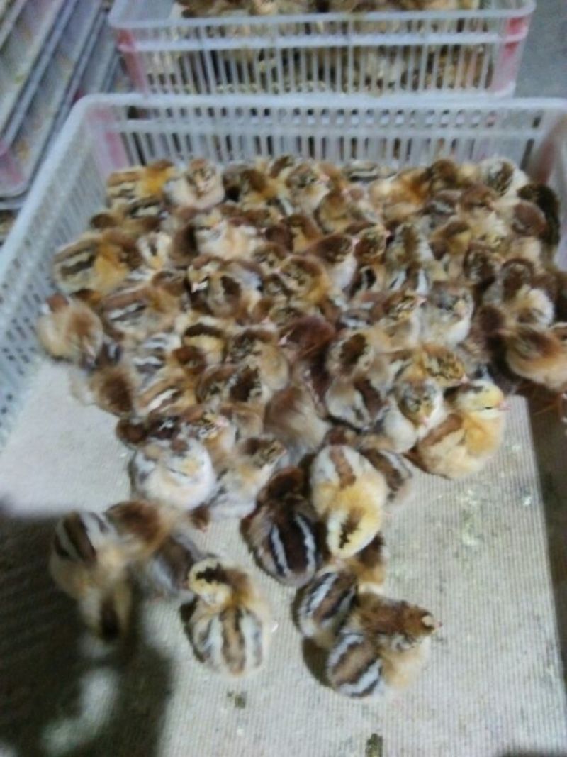 鸡苗1斤以下
