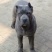 比特犬