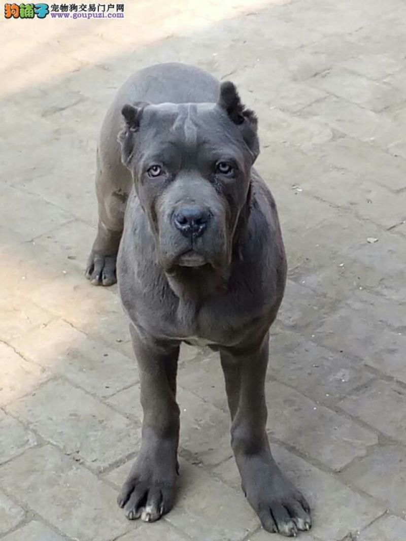 比特犬