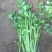 香芹