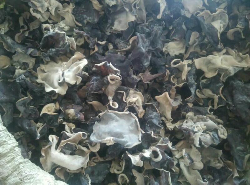 干木耳一级