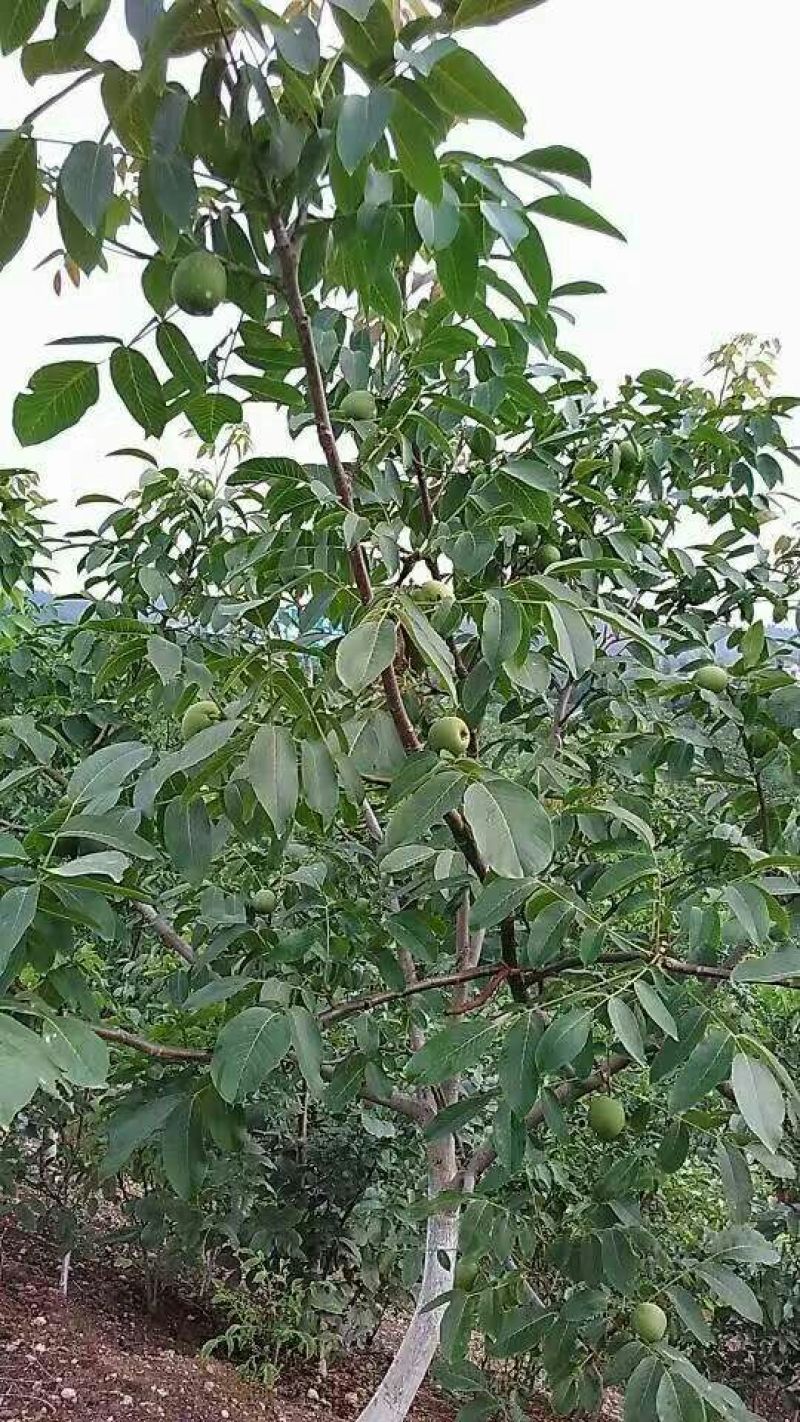 香玲核桃去皮干