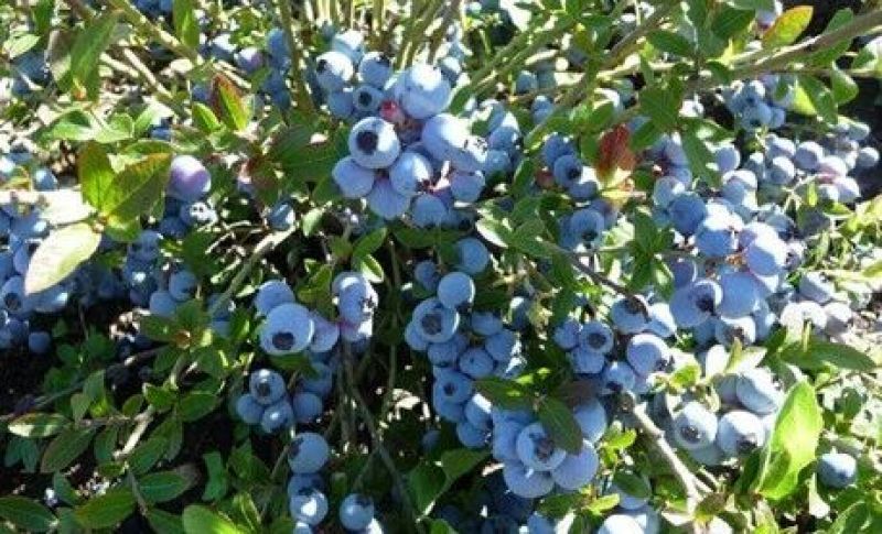 蓝莓10~12mm以上