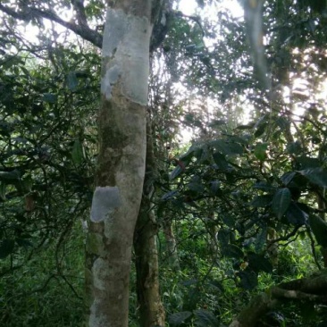 古树普洱茶一级