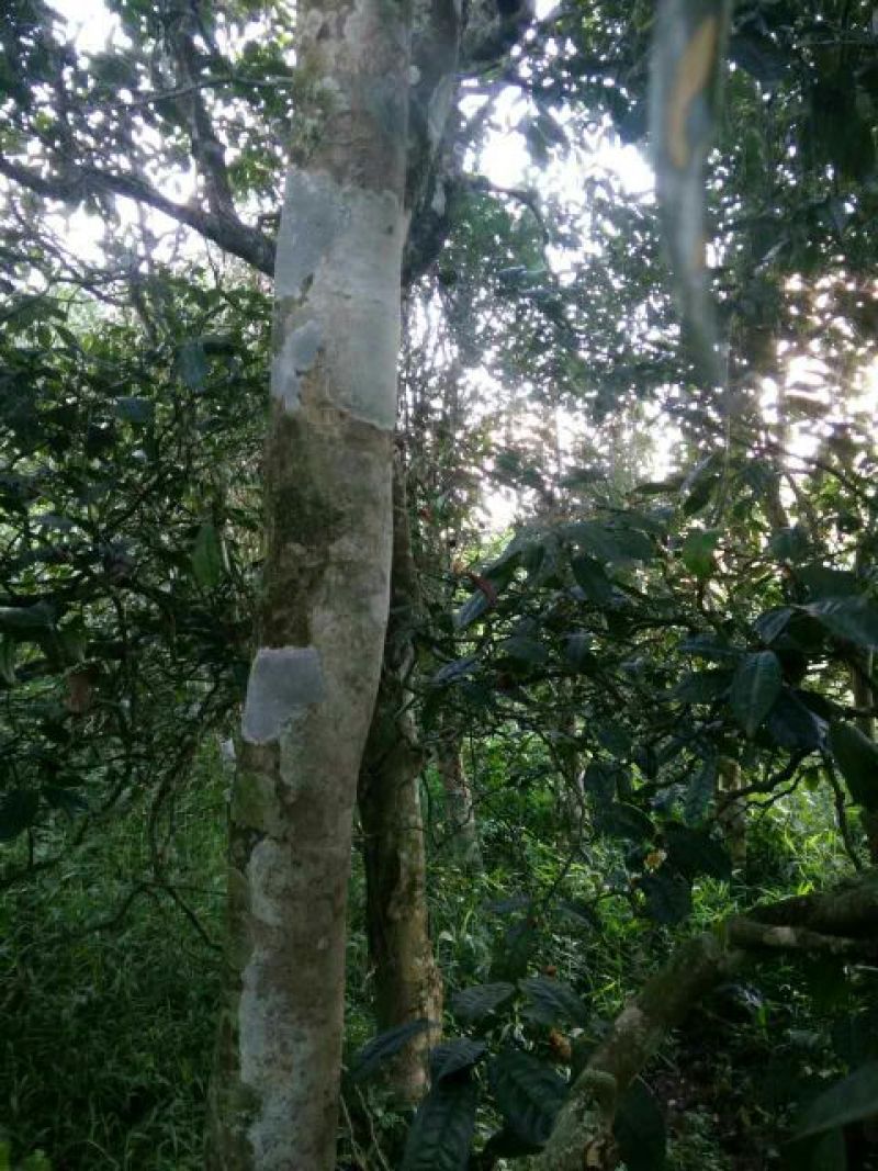 古树普洱茶一级