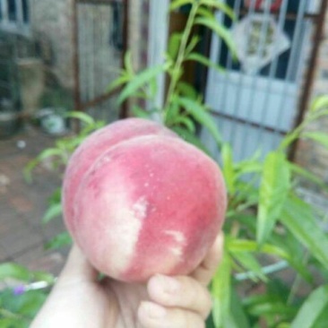 红不软桃树苗70~80cm