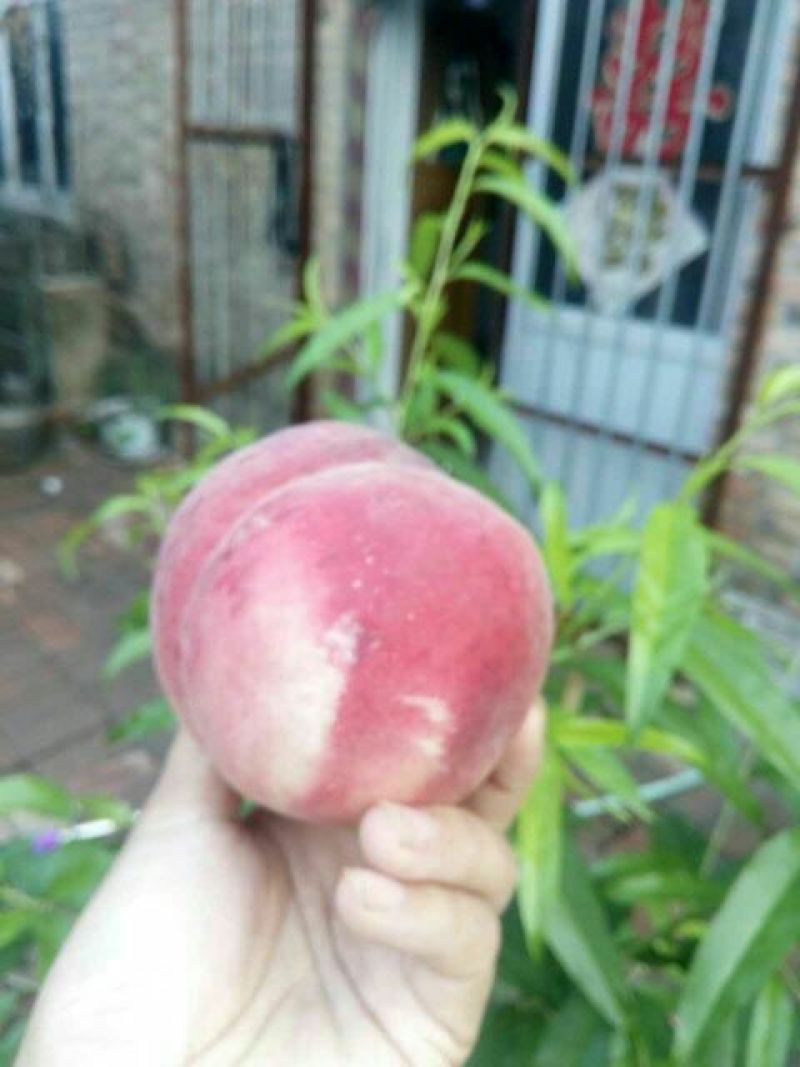 红不软桃树苗70~80cm