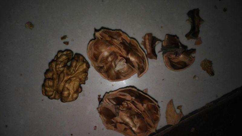 核桃去皮干