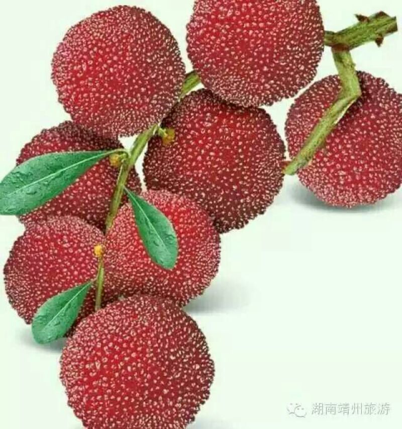 靖州杨梅2~2.5cm