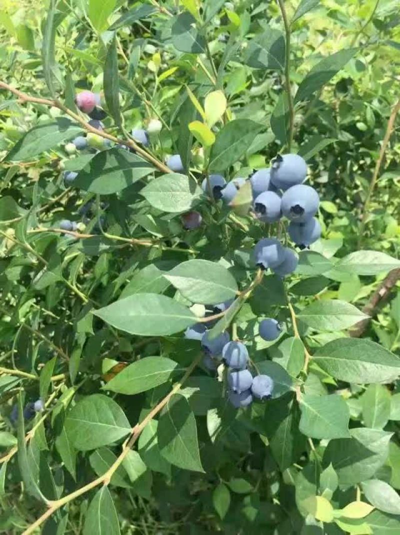 蓝莓4~6mm以上