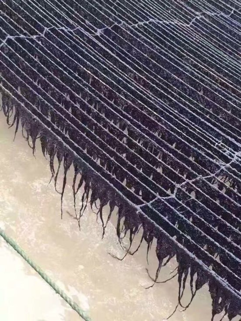 福建紫菜现货供应无杂质烘烤干无沙圆饼紫菜口感好嫩