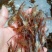 河虾活虾16~20只/kg