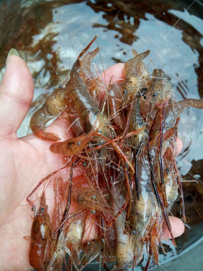 河虾活虾16~20只/kg