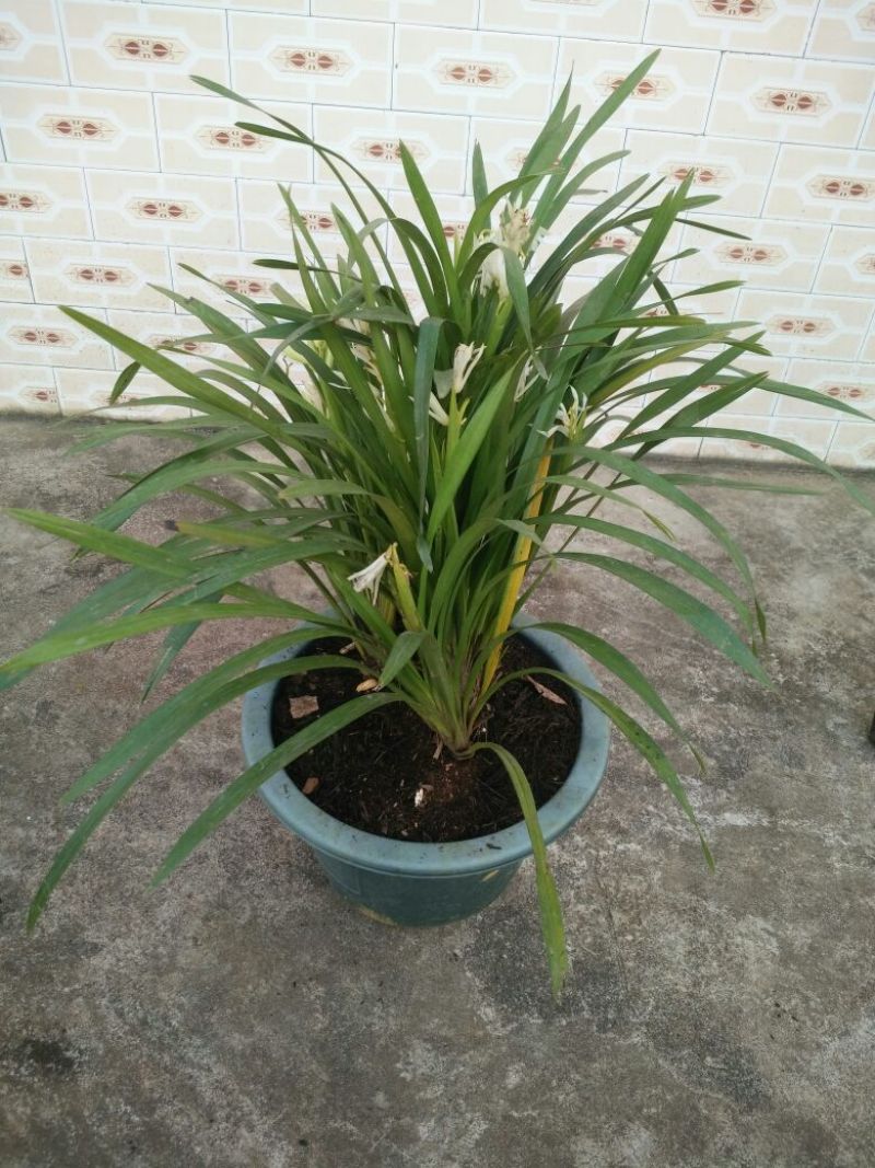 石斛兰
