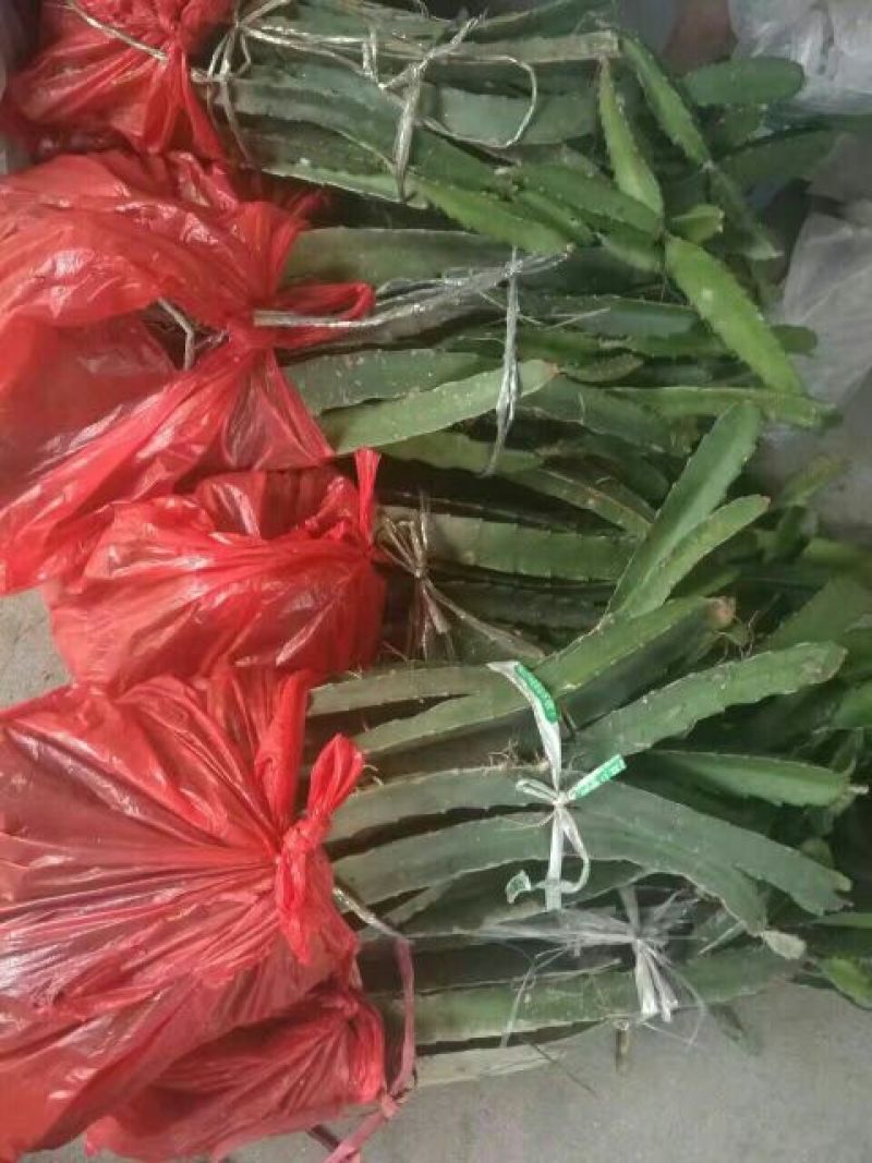 黄皮黄心火龙果苗红心火龙果苗水晶火龙果免费技术指导