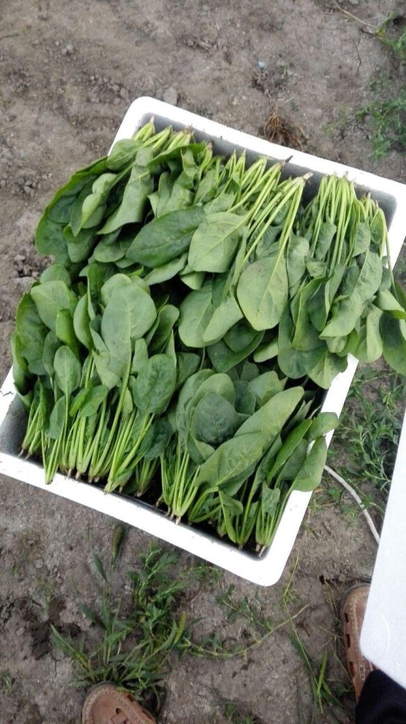大叶菠菜25~30厘米