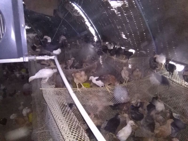土鸡苗1斤以下
