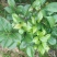 七芯茶花