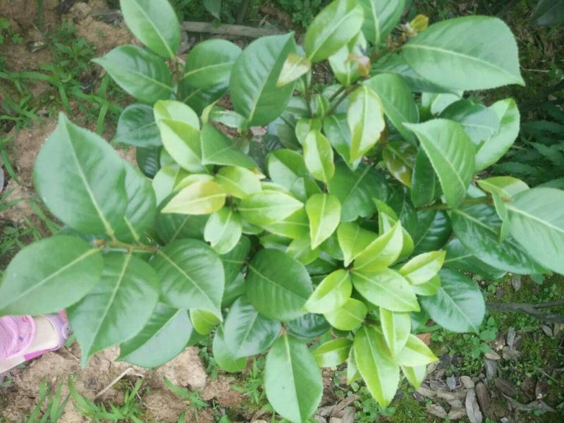 七芯茶花