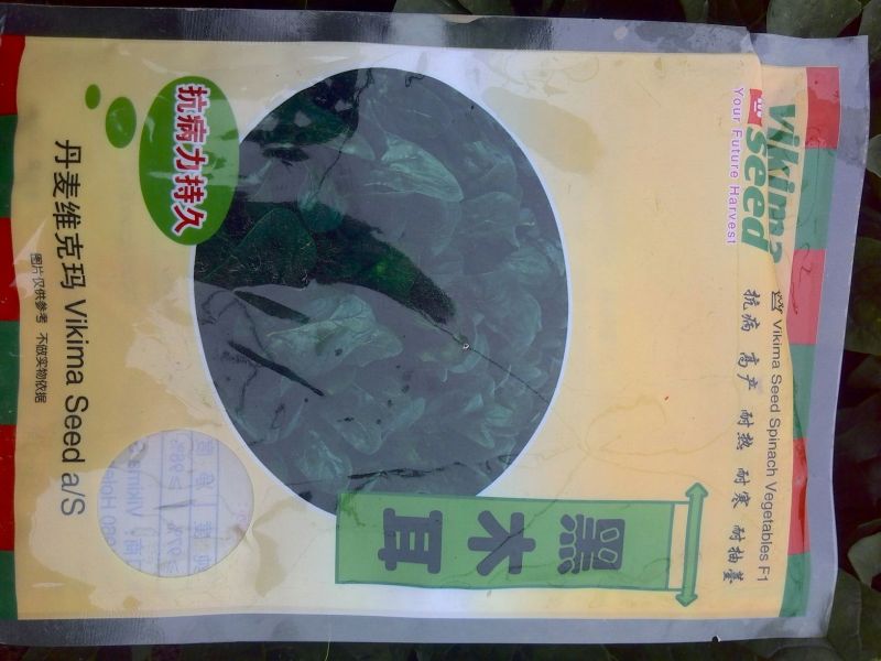 黑叶菠菜15~20厘米