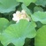 荷花50~60cm