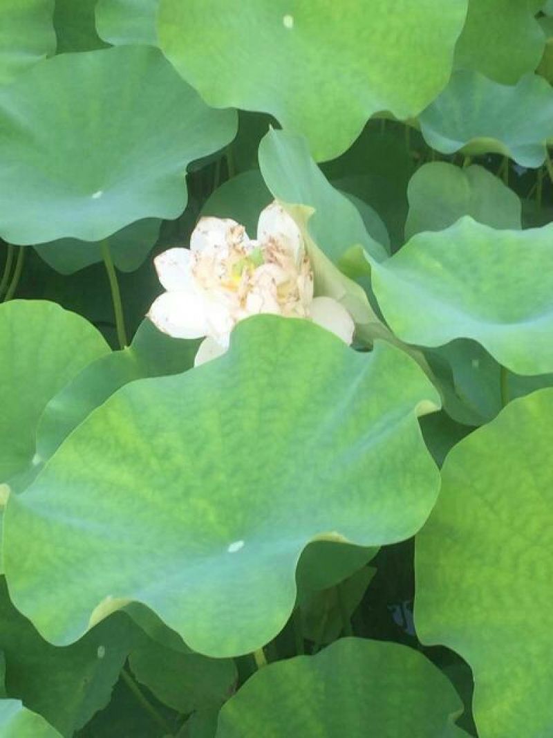 荷花50~60cm