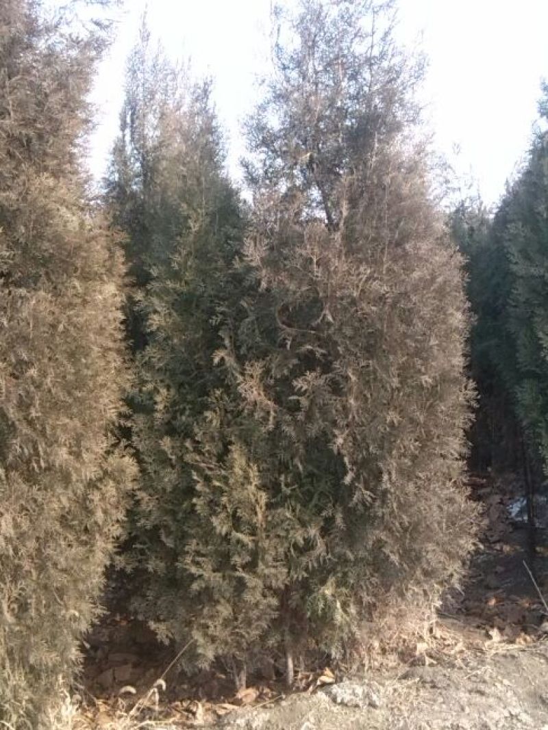侧柏