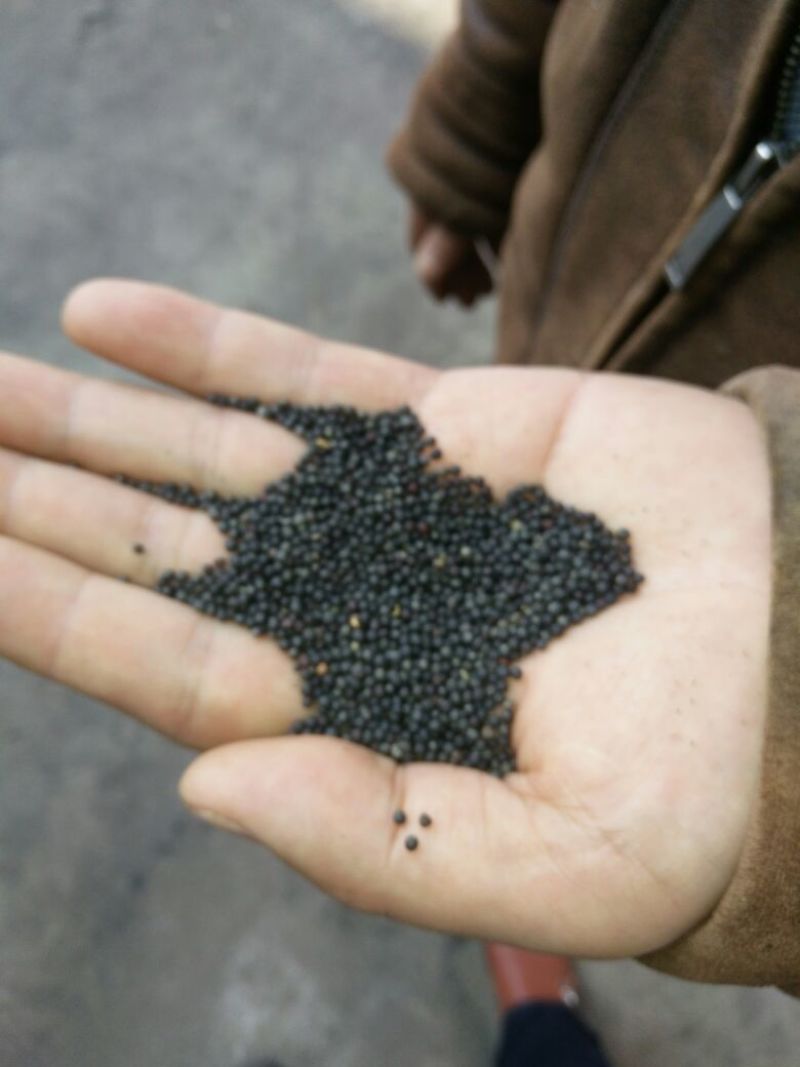 黄油菜菜籽三