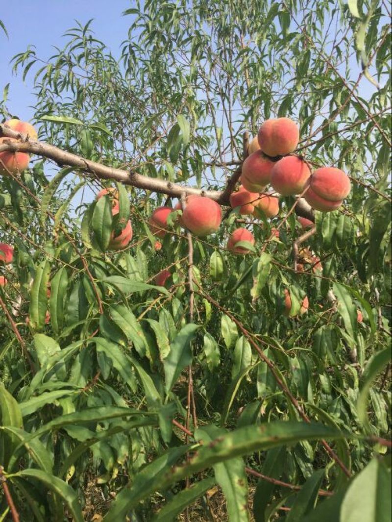 沂蒙霜红桃树苗80cm以上