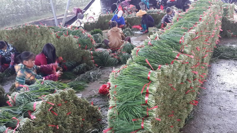 广东徐闻大量优质，精品韭菜常年供应质量保证欢迎实地考察
