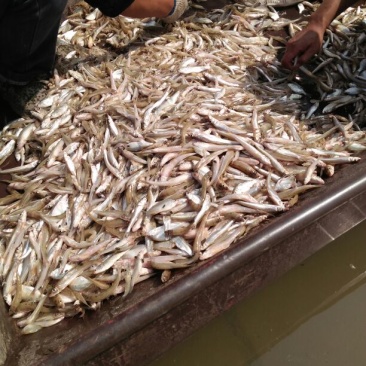 河虾冰鲜虾8只/kg以下